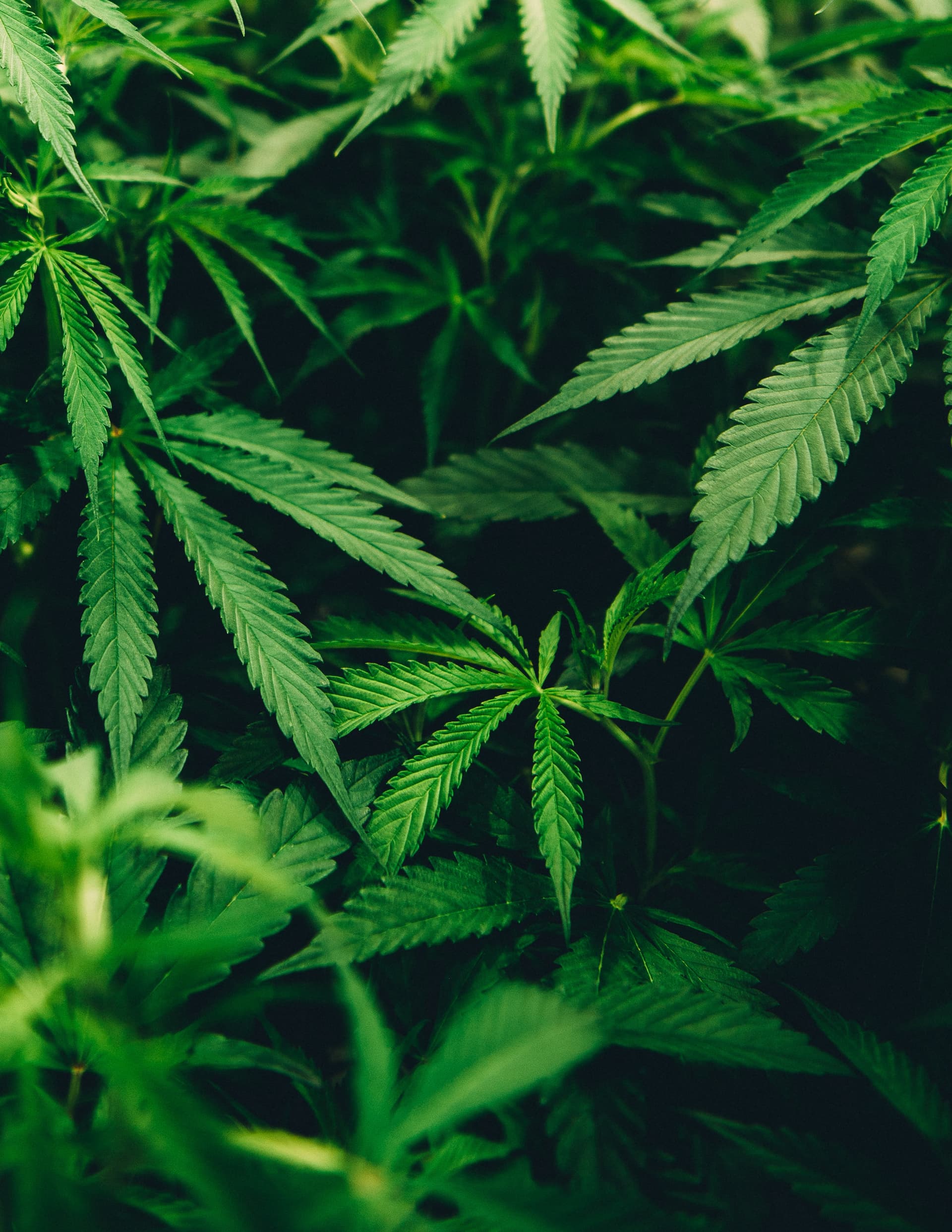 Cover Image for live resin vs cured resin: understanding the differences